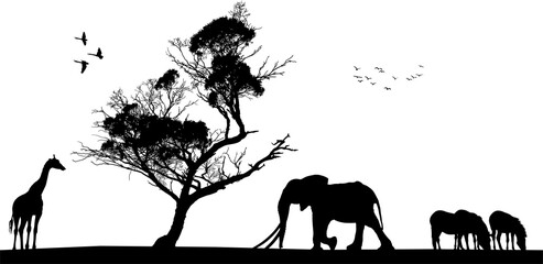 elefante, animal, silueta, atardecer, caballo, árbol, cebras