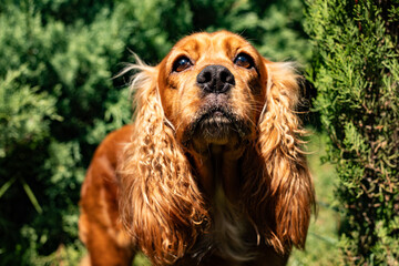 A cocker spaniel puppy on a green lawn on a sunny day.