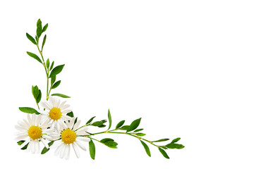 Daisy flowers and green grass in a floral corner arrangement isolated on white or transparent background