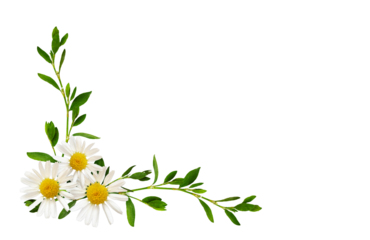 Daisy flowers and green grass in a floral corner arrangement isolated on white or transparent background