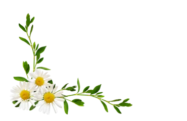 Poster Im Rahmen Daisy flowers and green grass in a floral corner arrangement isolated on white or transparent background © Ortis