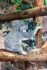 Photo d'un koala en captivité © bockelbam