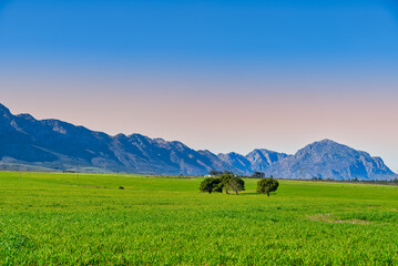 Lush green grass field and Winterhoek Mountain in the background, Wolseley, Western Cape, South Africa - Powered by Adobe