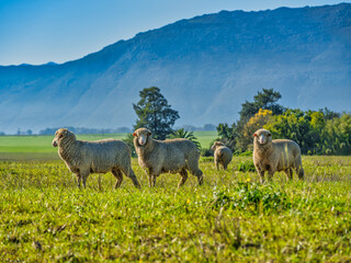 Fototapeta premium Merino sheeps graszing in the open grass field in Wolseley, Western Cape, South Africa