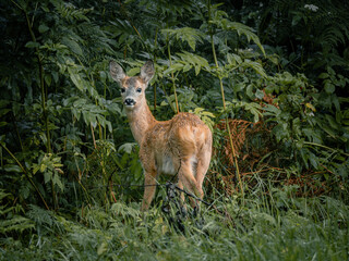 A young roe deer captivated by the lens, just before its final escape.