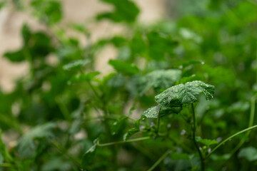 Water drops on green leaves in the garden after the rain, selective focus