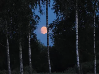 Selbstklebende Fototapete Birkenhain The moon trapped behind a birch grove.