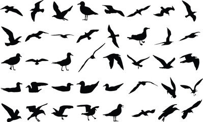 Collection of seagull silhouettes, isolated vector on white background