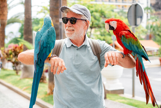 Smiling elderly bearded man in hat and sunglasses holding on his arms two domestic ara parrots in the park