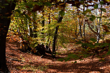 Otoño redondeado