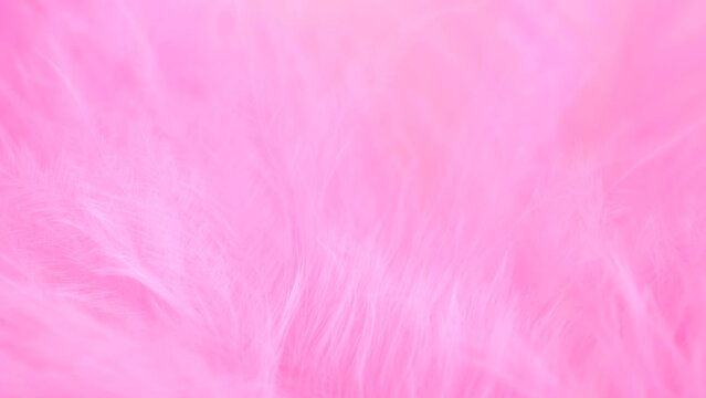 Pink feather close-up. Selective focus, slow motion feather background. Macro. Pink fluffy background