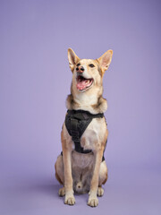 Naklejka na ściany i meble Portrait of a beautiful fat dog on lilac background. Mix of breeds. Happy Pet in the studio