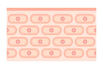 皮膚と細胞
