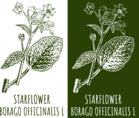 Drawings STARFLOWER. Hand drawn illustration. Latin name BORAGO OFFICINALIS L.
