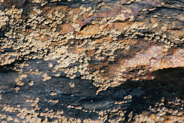 Rock texture background. Close up of mossy rock texture.