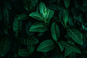 A close up of dark green Cherry Laurel leaves