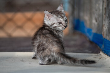 A beautiful country cat in a fenced paddock.