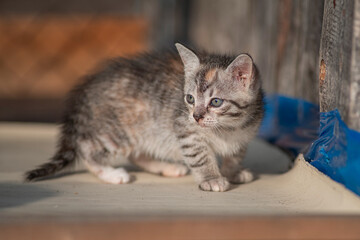 A beautiful country cat in a fenced paddock.