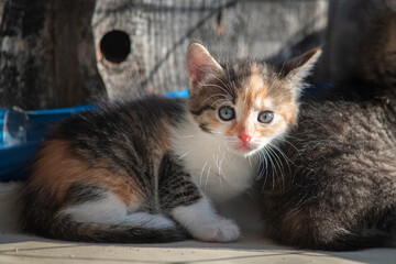 A beautiful country cat in a fenced paddock.