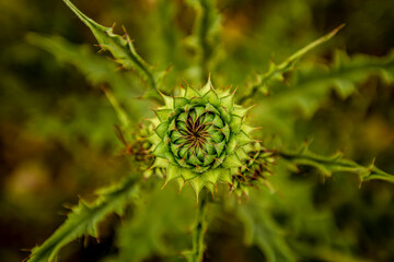 Close up of a flower