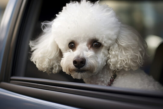 Photo of funny friendly dog looking out of the car window made by generative AI technology