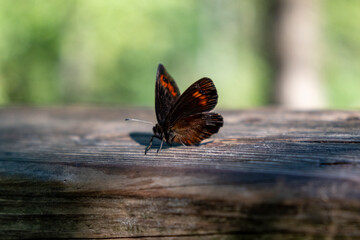 dunkler Schmetterling Makroaufnahme