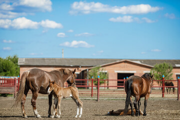 horse farm, horse ranch, riding school