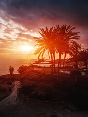 beautiful sunset on ocean shore with palm silhouette, clouds and beach, Tenerife
