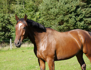 Side view of horse standing on grassy field