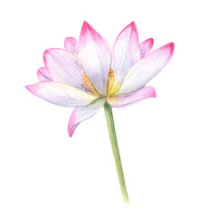 Pink blooming Lotus flower with green stem. Water Lily, Indian Lotus, Sacred Lotus. Watercolor illustration for wedding design, yoga center, poster, logo, label