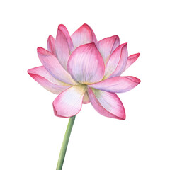 Pink Lotus flower with green stem. Delicate blooming Water Lily, Indian Lotus, Sacred Lotus. Watercolor illustration for wedding design, yoga or spa center, poster, cards, greeting, logo, label