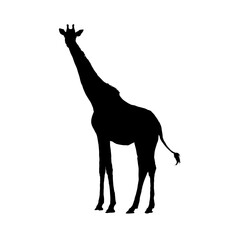 Giraffe silhouette - vector illustration
