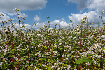 field of white buckwheat flowers