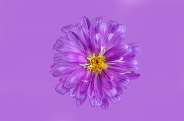 lilac flower on a lilac bright background