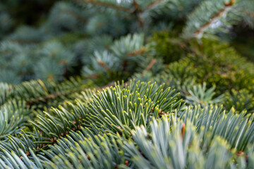 Green, prickly needles of a coniferous tree close-up with a blurred background