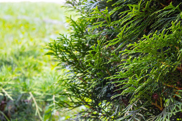 Green branches of decorative thuja close-up, blurred background