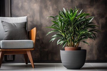Large green dracaena plant in a pot against a gray armchair with a cushion and a grunge blurred wall background