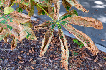 Branch with dried chestnut leaves. tree leaf disease