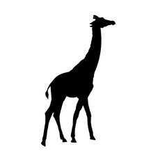 Giraffe silhouette - vector illustration