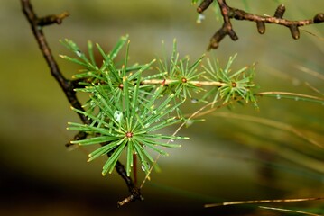 detail of larch twig