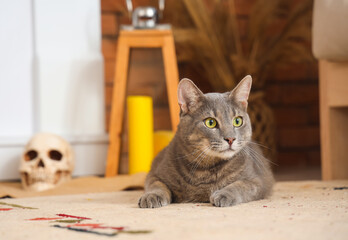 Cute cat lying on carpet at home, closeup