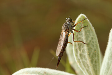 Neomochtherus, mosca ladrona posada en hoja de jara (cistus) y bonitos reflejos de luz en las alas