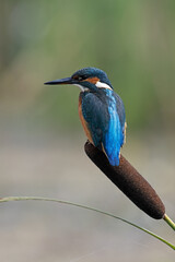 Kingfisher (Alcedo atthis) perched on a Bullrush