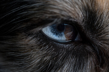 blaues auge eines Hundes