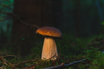 Porcini mushroom in autumn forest