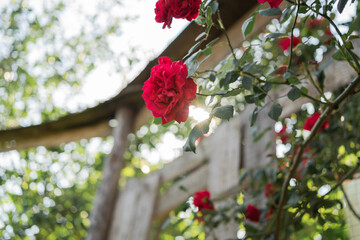Fototapeta na wymiar A beautiful display of roses