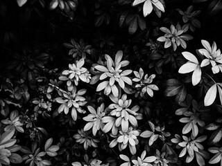 black and white foliage