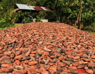 Cacao beens to dry on the sun in a organic fair trade farm in Costa Rica