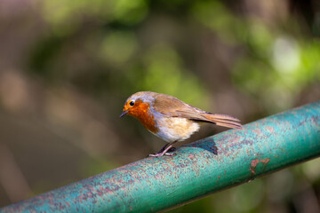 Robin Red Breast - Dublin's Red-Breasted Beauty (Erithacus rubecula)