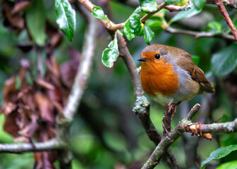 Robin Red Breast - Dublin's Red-Breasted Beauty (Erithacus rubecula)